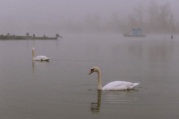 Group of white swans in a lake with fishing boat in dense fog in background