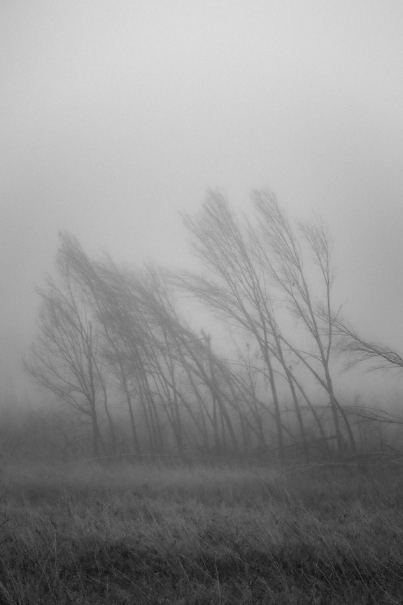 Black and white photo of trees in a foggy field at winter