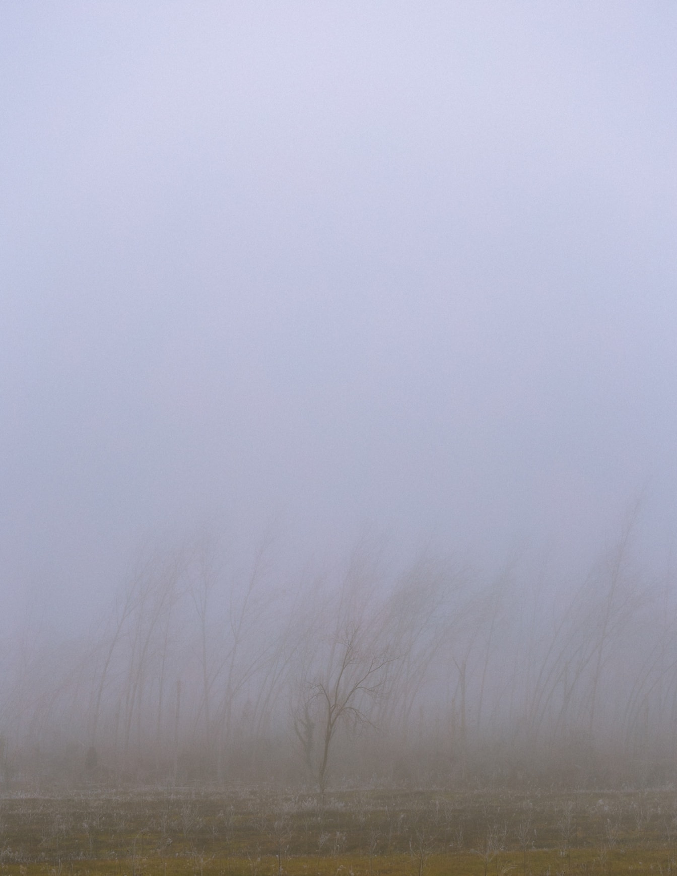 Paesaggio nebbioso con alberi sullo sfondo