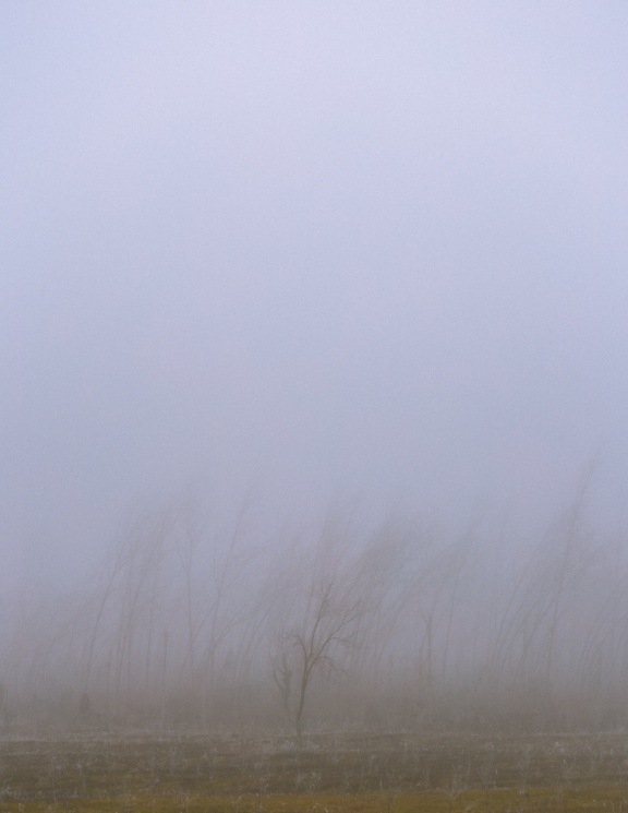 Phong cảnh sương mù với cây cối ở hậu cảnh