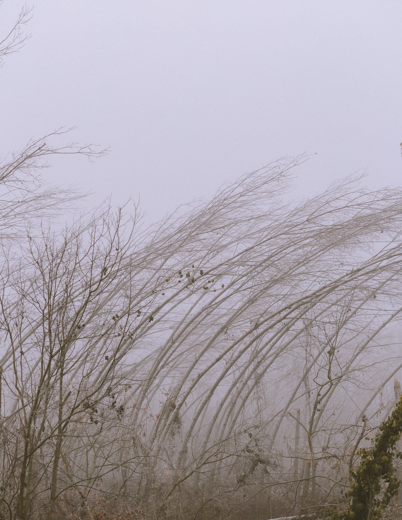 Gruppe af træer med frostige grene uden blade i tåget poppelskov