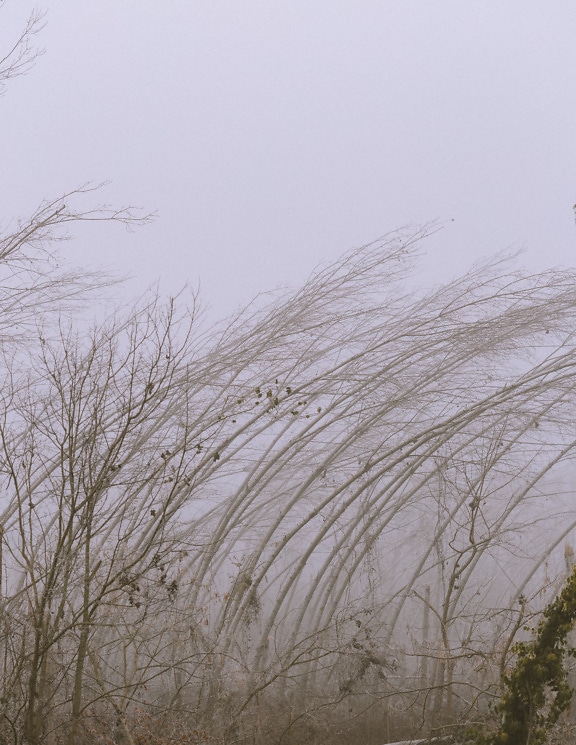 霧のかかったポプラ林の葉のない霜のついた枝を持つ木々のグループ