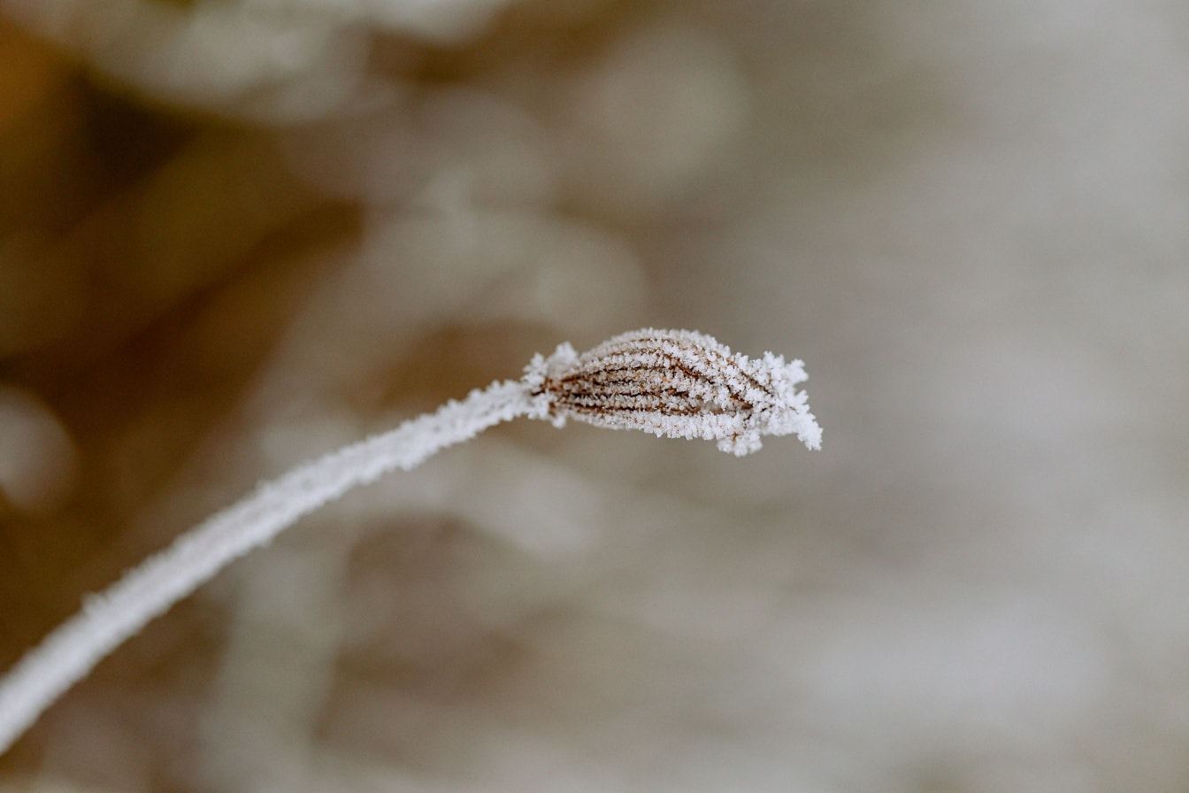 Close up of a frosty dandelion plant