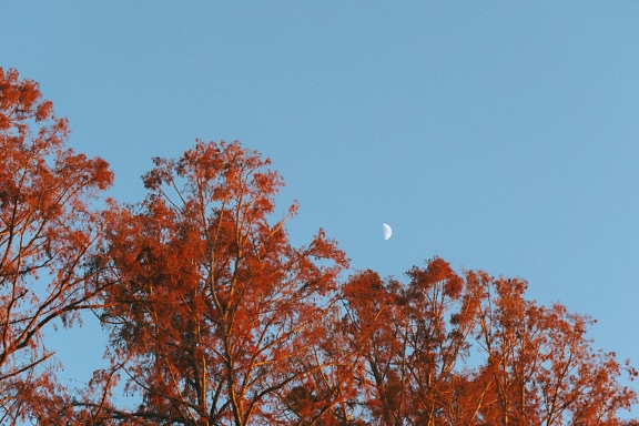 Tree with orange leaves and a half moon on blue sky in the background