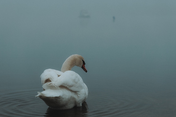 Vuxen manlig vit svan som står i vattnet med dimmig sjöbakgrund