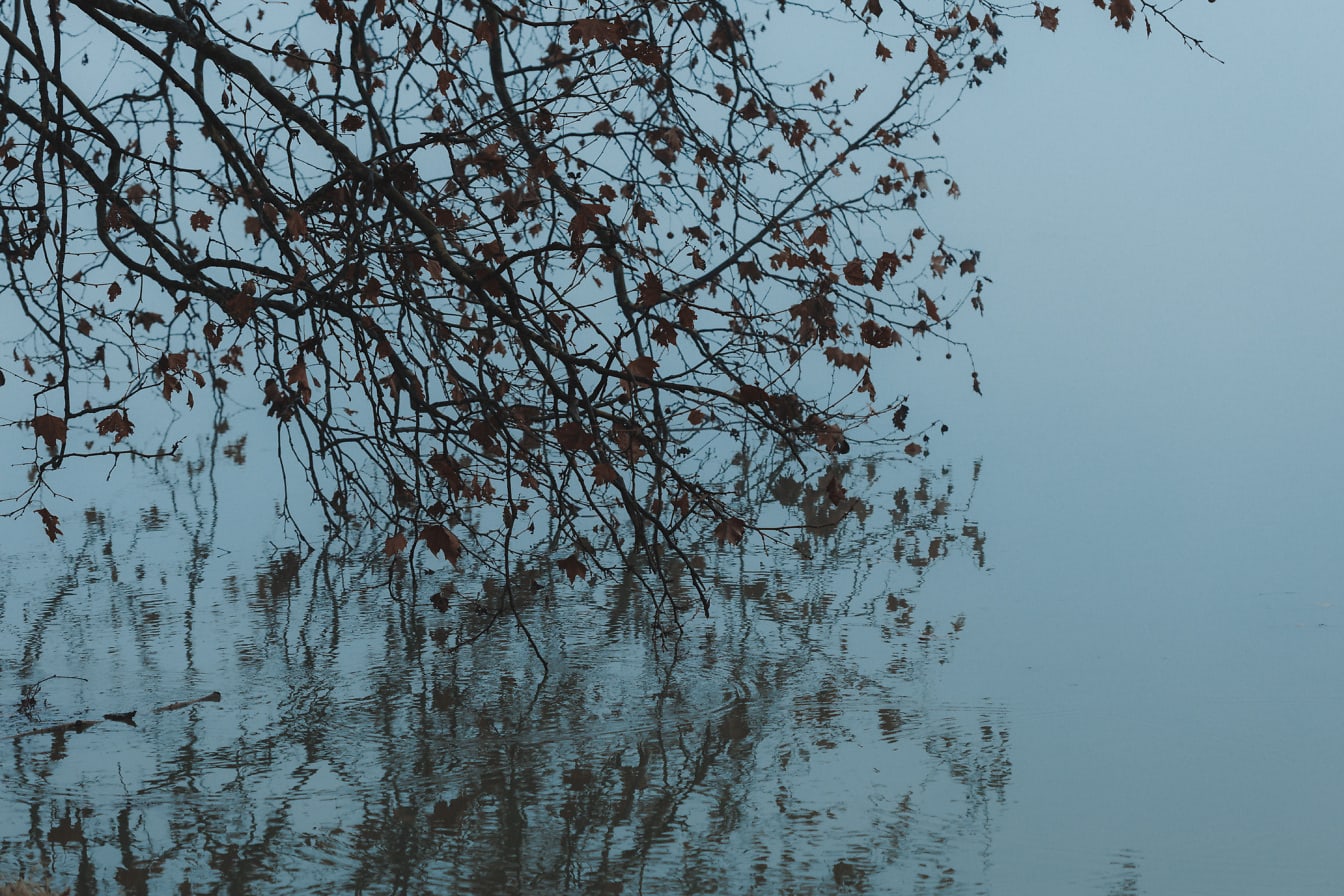 Copac cu frunze pe el agățat peste apă rece în ceață densă