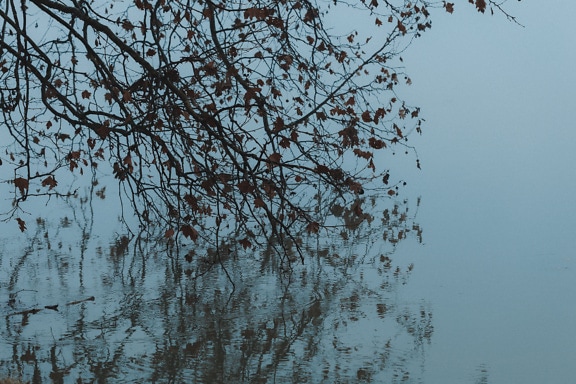 Tree with leaves on it hanging over cold water in dense fog