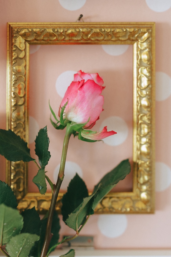 Empty gold frame hanging on wall in background with rose bud in foregground