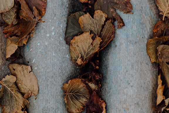 Texture of dry and wet brown leaves on a concrete surface