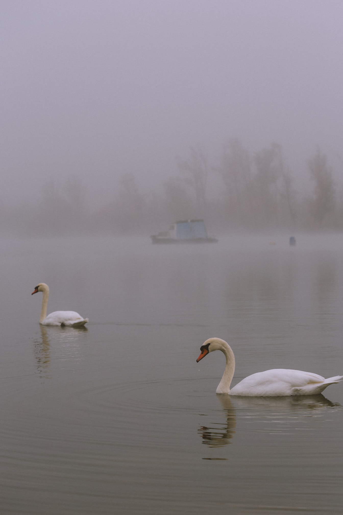 Dwa łabędzie pływające w jeziorze z mglistym brzegiem jeziora w tle