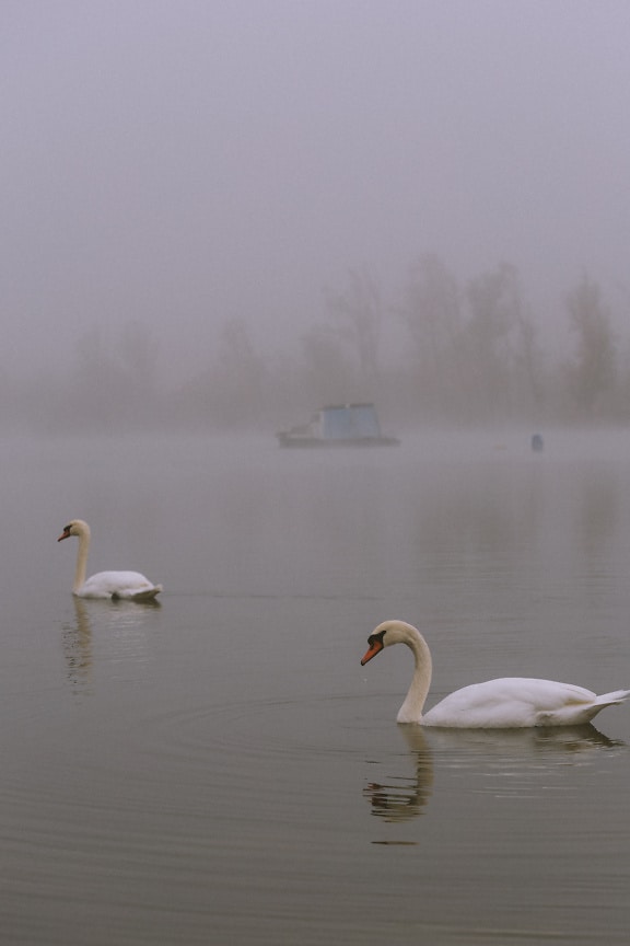 Dve labute plávajúce v jazere s hmlistým brehom jazera ako chrbát