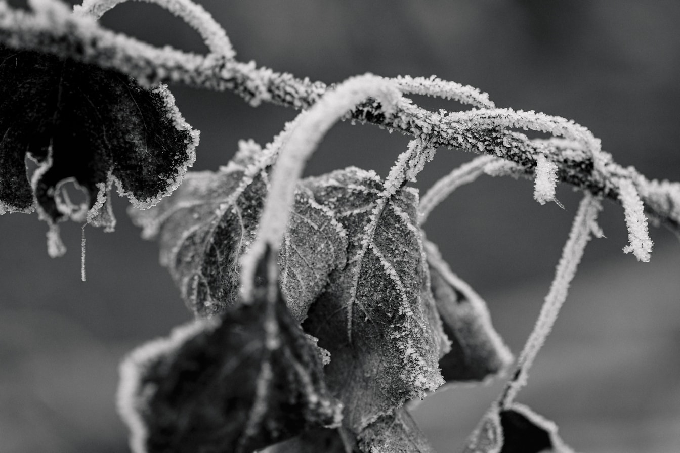 Foto em preto e branco de galhos congelados com geada nas folhas