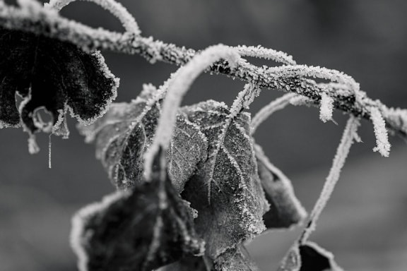 Black and white photo of frozen branchlet with frost on leaves