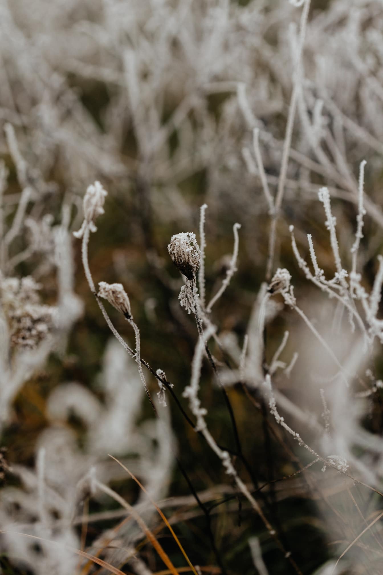 Nærbilde av noe frossent gress med frost på stilkene