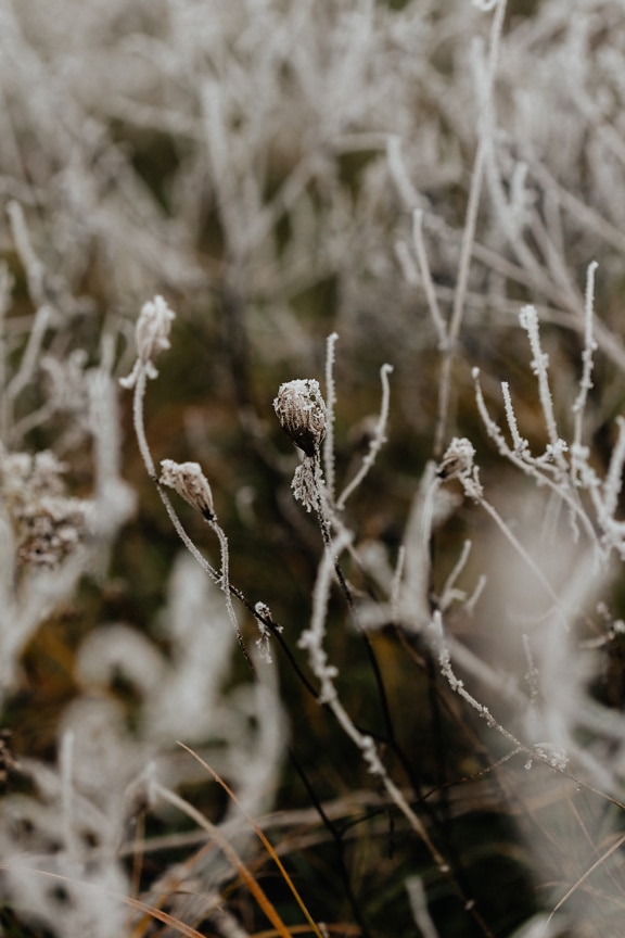 茎に霜が降りた凍った草の接写
