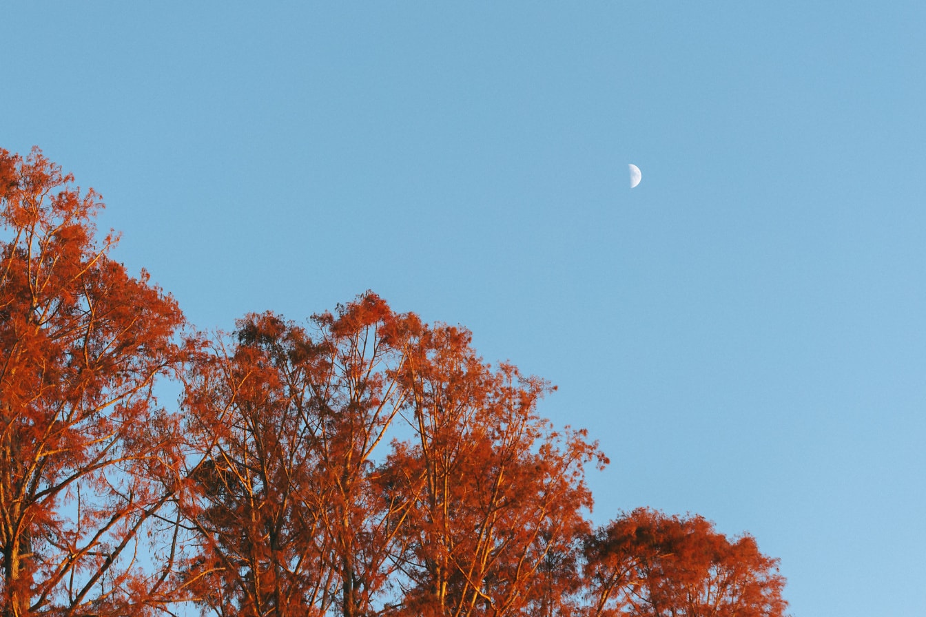 Pohon dengan daun oranye dan langit biru dengan gerhana Bulan di siang hari