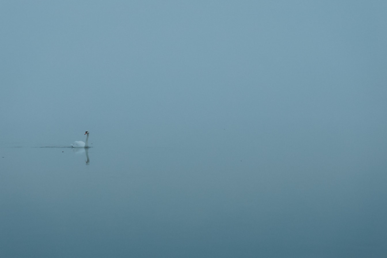 Labuť plavající v jezeře Tikvara za mlhavého dne