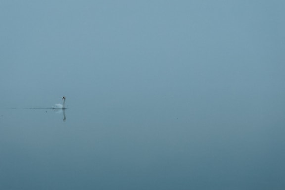 Cygne nageant dans un lac de Tikvara par temps de brouillard