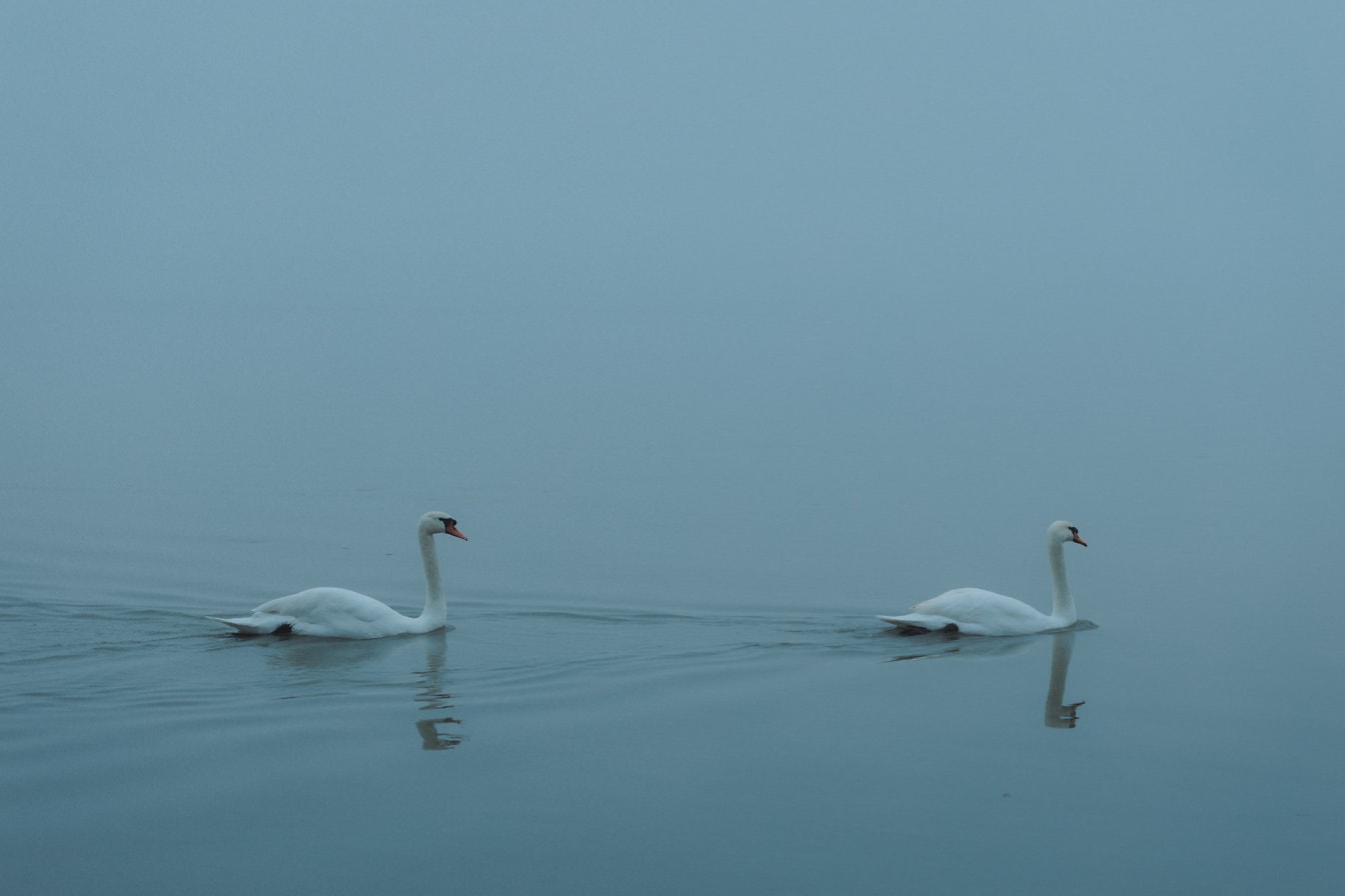Dva labuda plivaju u vodi na maglovit jesenski dan