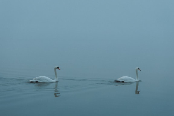 Two swans swimming in the water at foggy autumn day