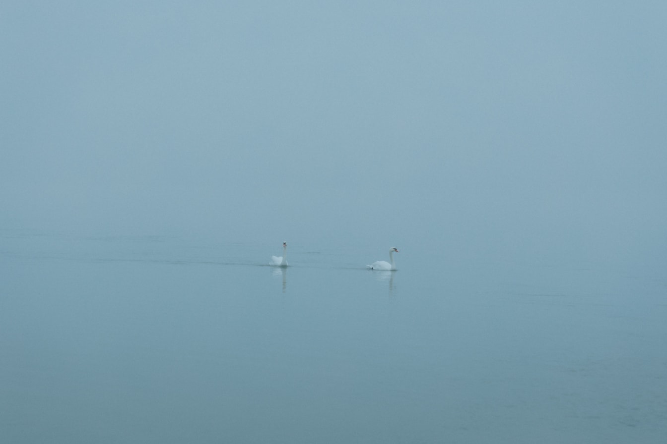 To svaner svømmer i en sø med tæt tåge som baggrund
