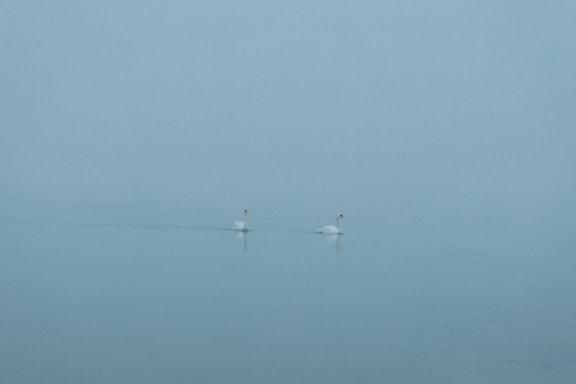 Two swans swimming in a lake with dense fog as background