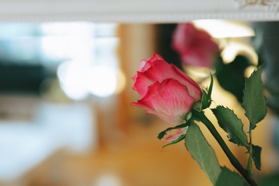 Crvenkasti pupoljak ruže s odrazom u ogledalu