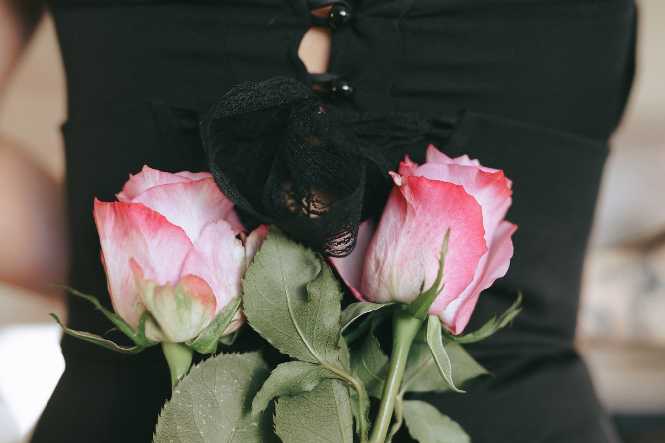 Zbliżenie dwóch różowawych pąków róży trzymanych przez osobę