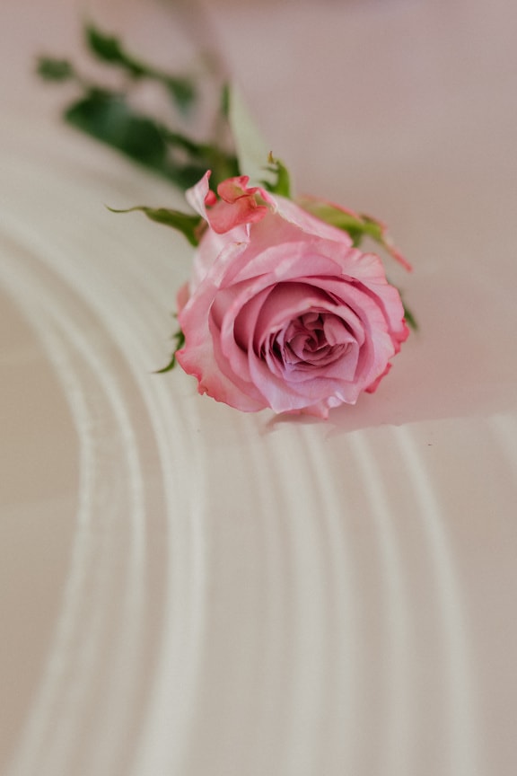 Narůžovělá růže na bílém povrchu detailní fotografie