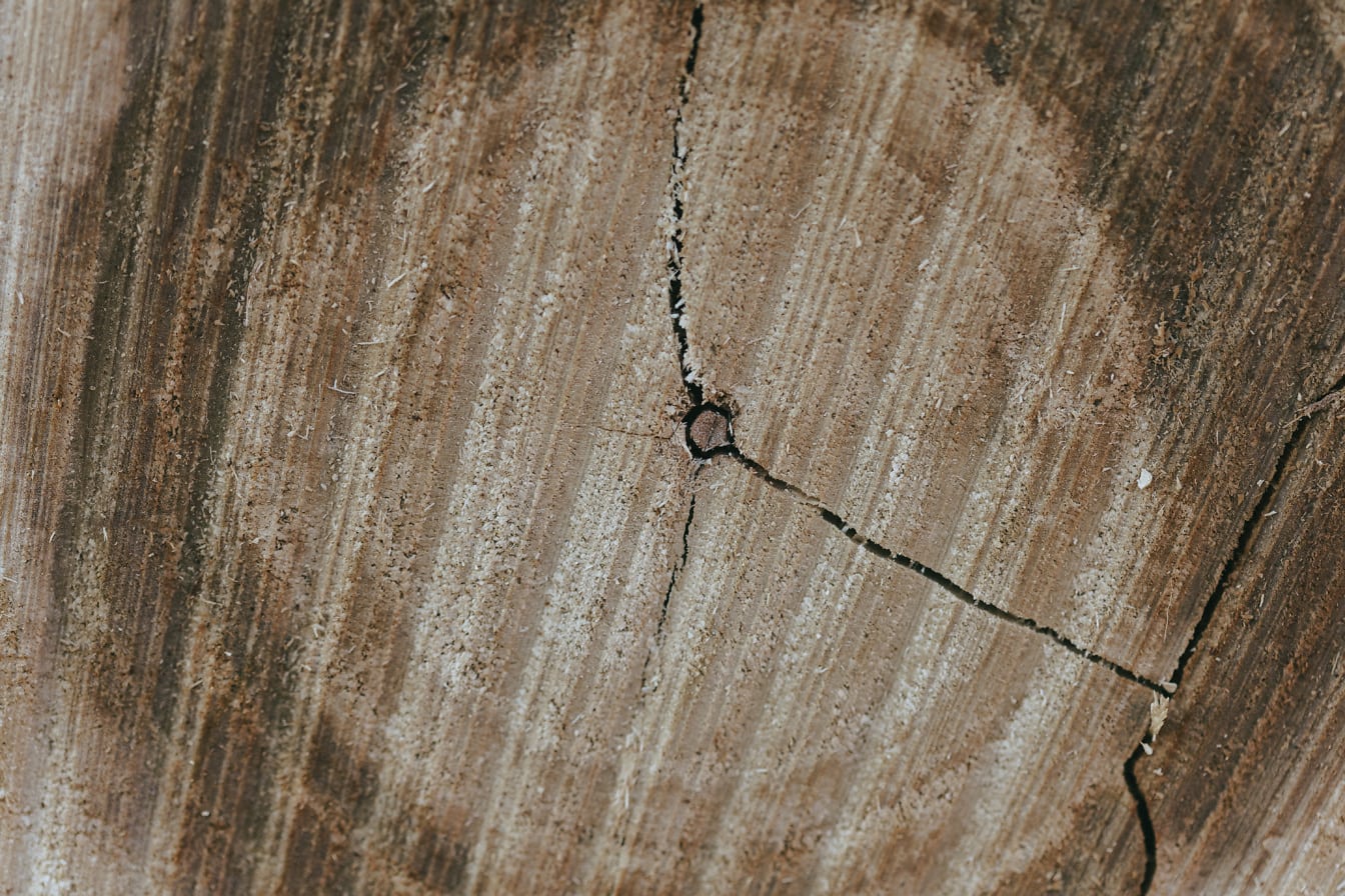 Close-up van een dwarsdoorsnede van een boomstronk met scheuren erin