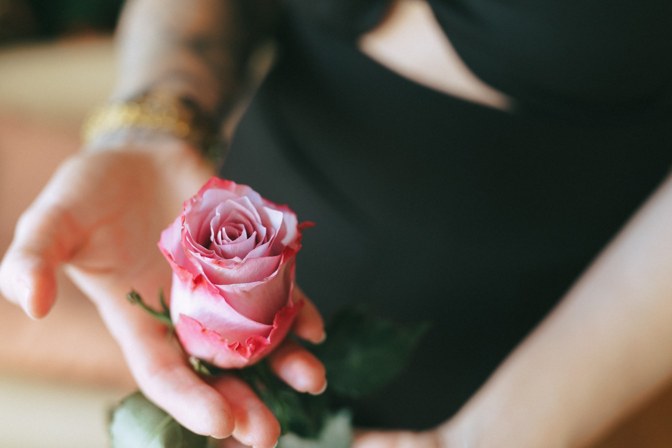 Osoba koja drži ružičasti pupoljak ruže na dlanu poklon za Valentinovo
