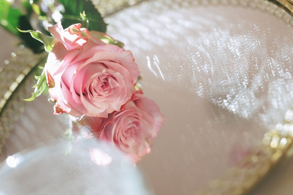 Ružičasta ruža kao poklon za Valentinovo na ogledalu sa zlatnim okvirom