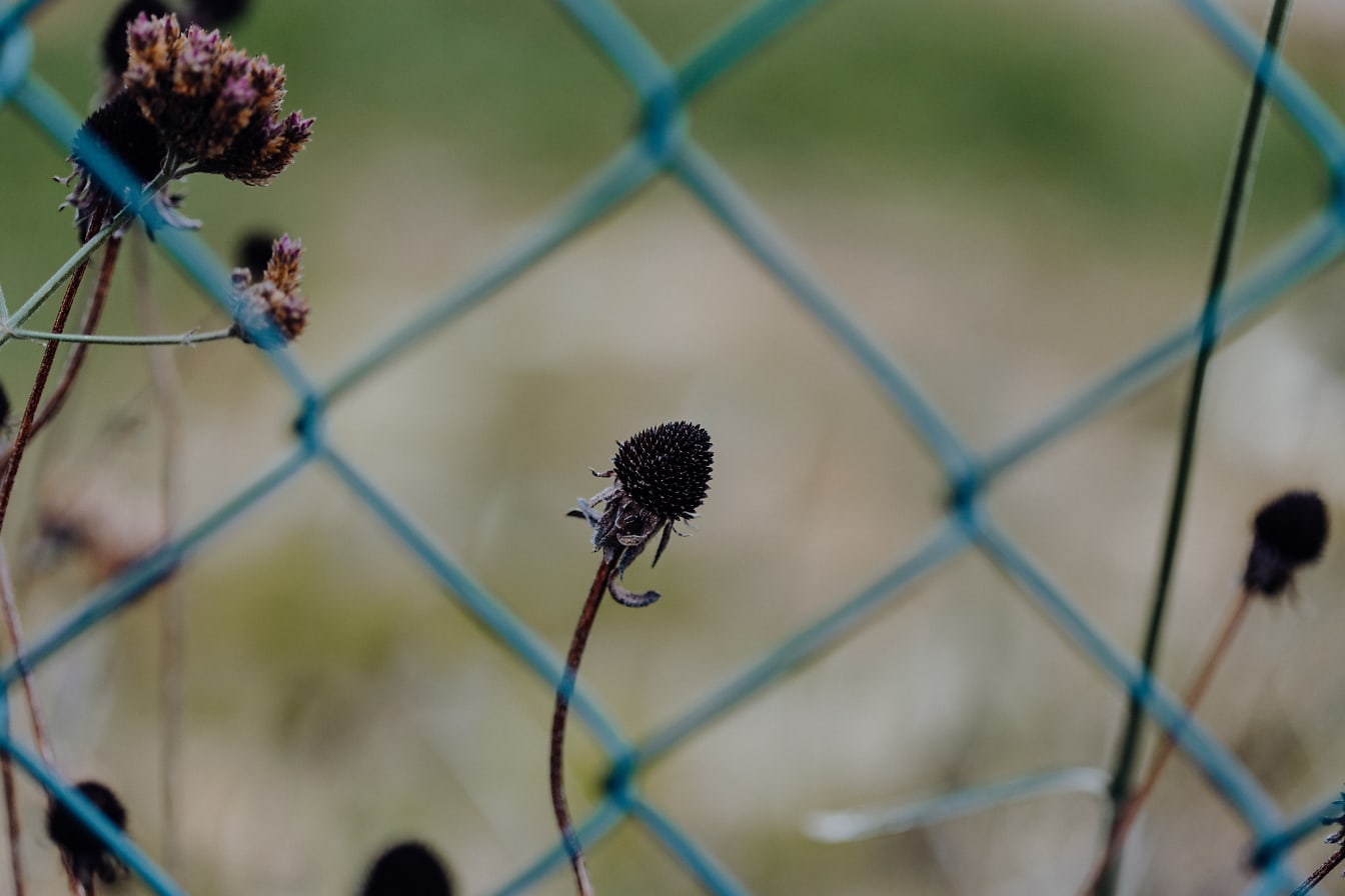 Foto de flor de cardo seco en un tallo a través de la cerca de alambre