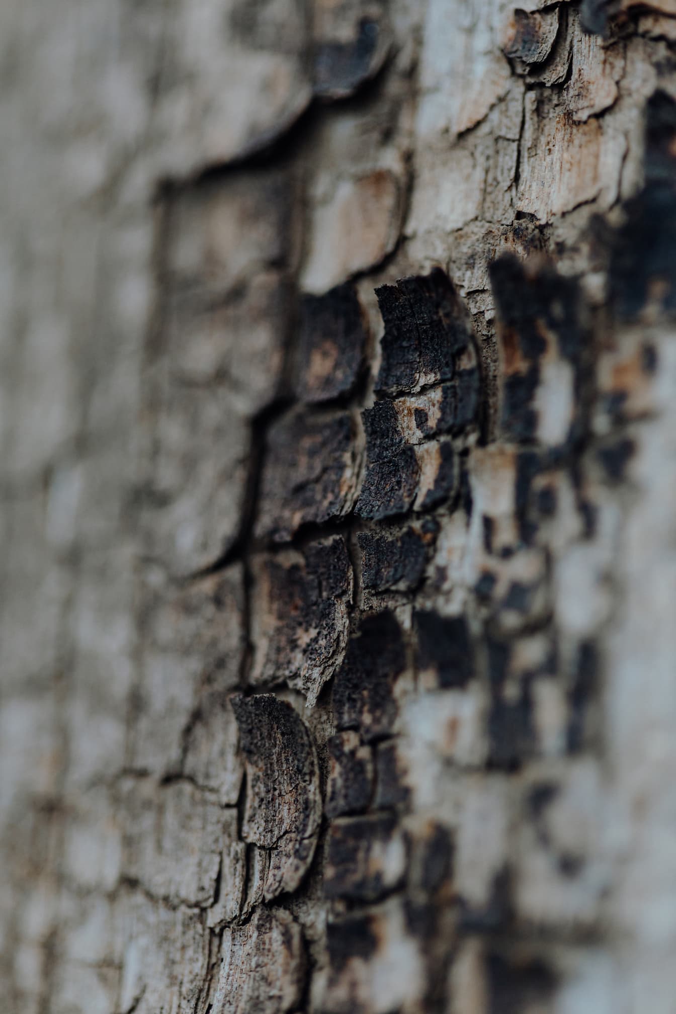 Tekstur av en brent trebark med sprukket grov overflate