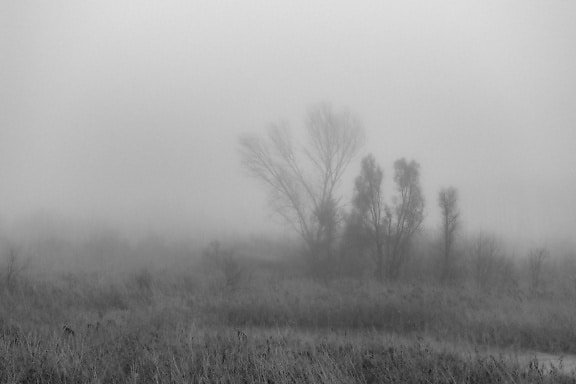 Pemandangan berkabut hitam dan putih dengan pepohonan dan tanah rawa