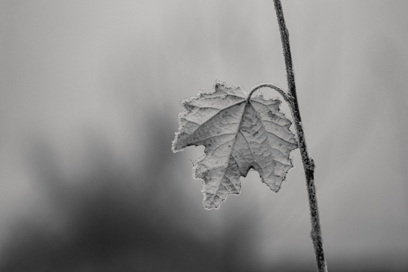 Black and white photo of frozen dry leaf on a branchlet with dense fog in the background