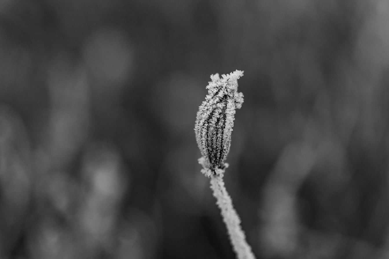 Crno-bijela fotografija smrznute biljke maslačka s kristalima na stabljici
