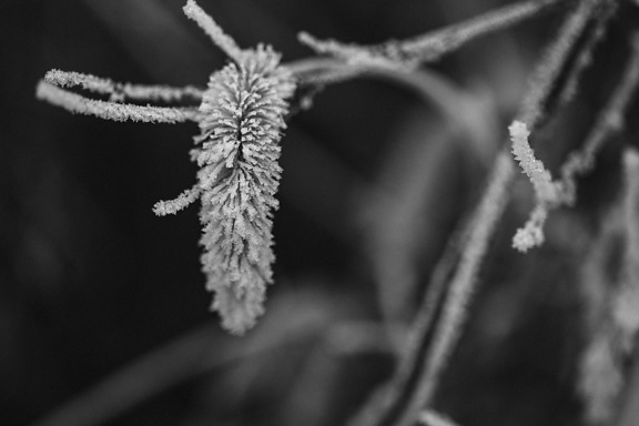 Cabang-cabang beku di semak-semak pada bulan Desember foto hitam putih