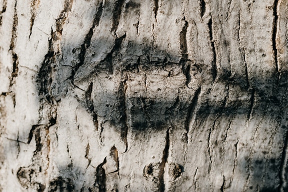 Texture of a grey tree bark with shadow on it