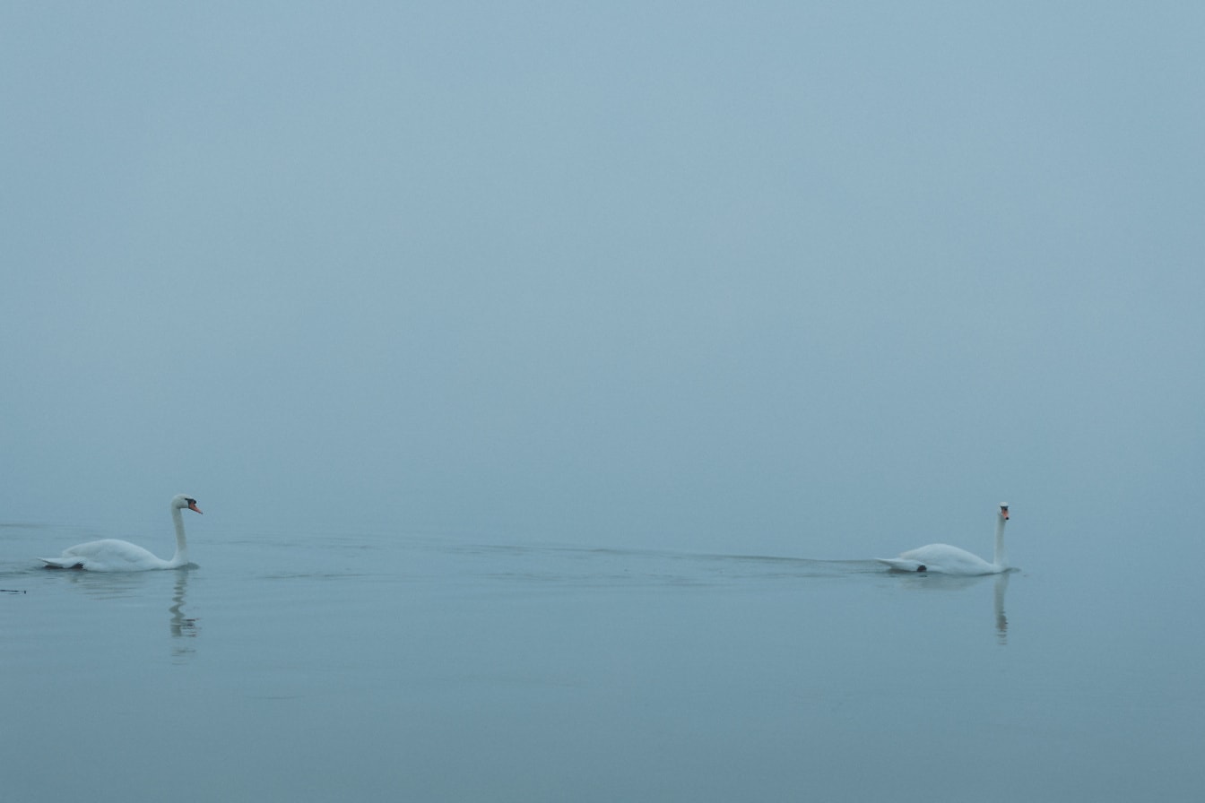 Zwei Schwanenvögel schwimmen im Wasser mit dichtem Nebel als Hintergrund