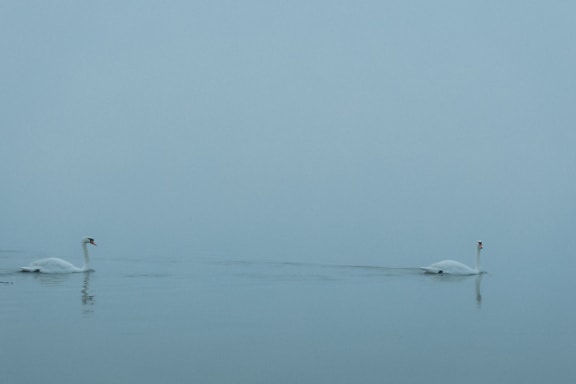 Två svanfåglar som simmar i vattnet med tät dimma som bakgrund