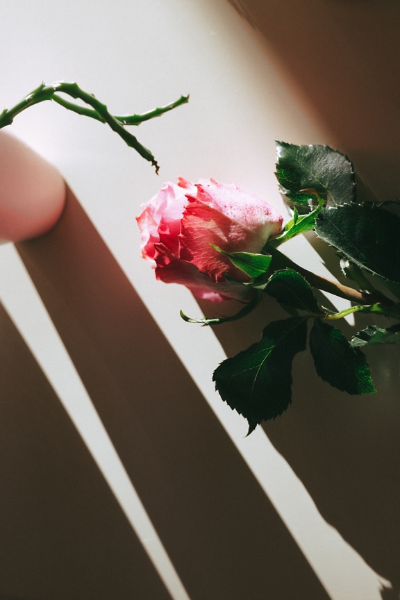 Różowa róża na białej powierzchni w cieniu wazonu