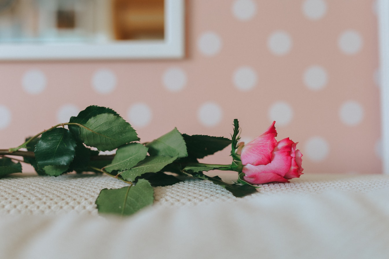 침대 위에 담요에 분홍빛이 도는 장미 꽃 봉오리