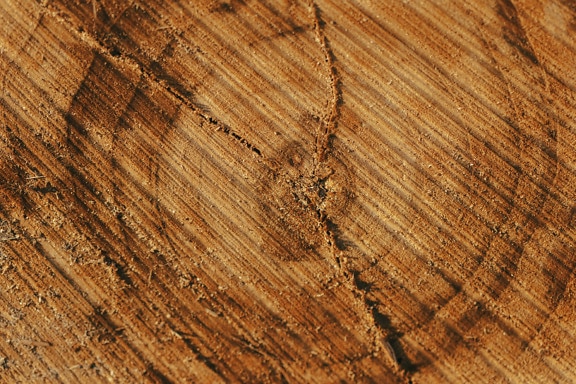 Textura dos anéis anuais na seção transversal do tronco da árvore