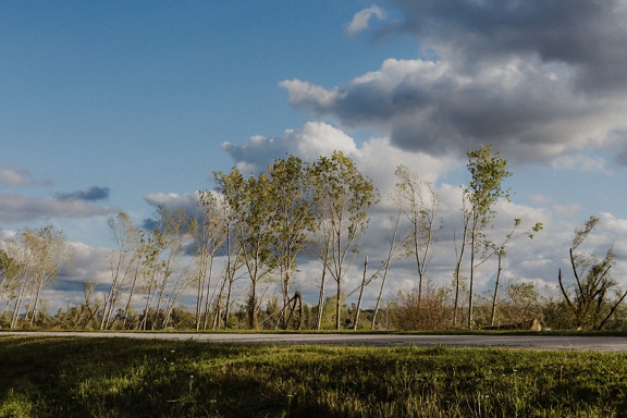 Hilera de árboles jóvenes junto a una carretera asfaltada en una zona rural