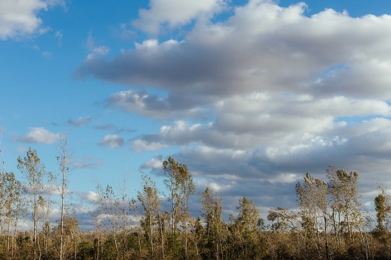포플러 나무와 구름이 있는 푸른 하늘