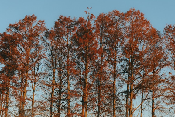 Дървета с червени листа и светлосиньо небе като фон