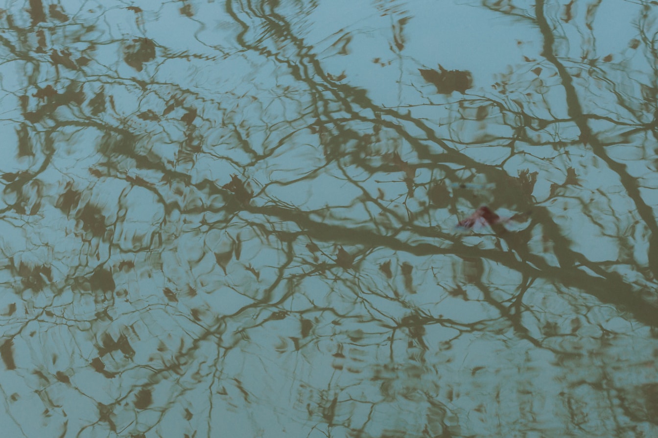 Puiden oksat heijastuvat vedessä sumuisena päivänä