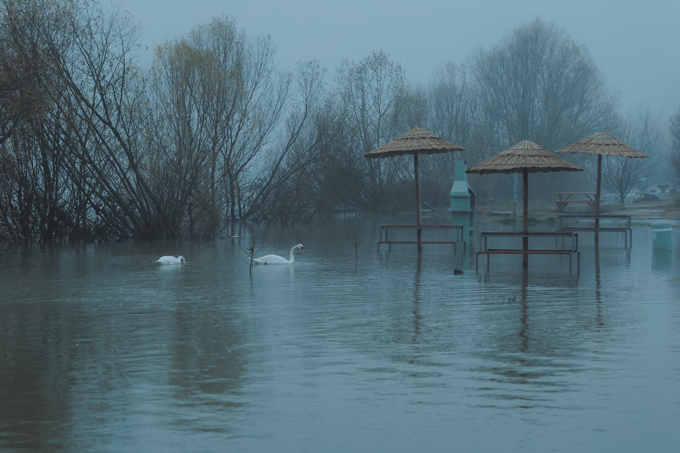 Twee zwanen op een overstroomd recreatiegebied door de rivier van Donau