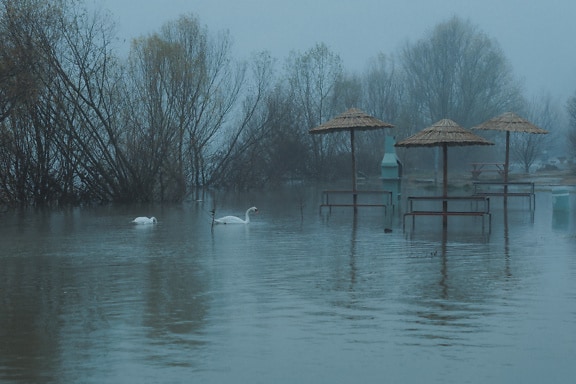 Dua angsa di area rekreasi yang banjir di tepi sungai Danube